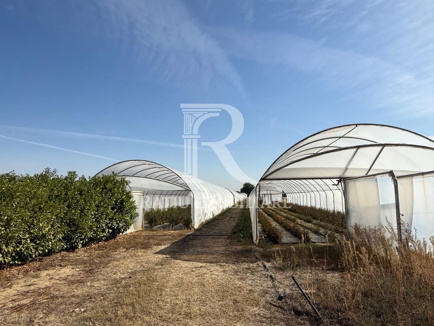 Teren intravilan agricol | 7029 mp | Satu Nou | Bihor - Poză 12