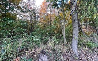 Teren Extravilan, Ciurila, Padurea Faget - Poză 3