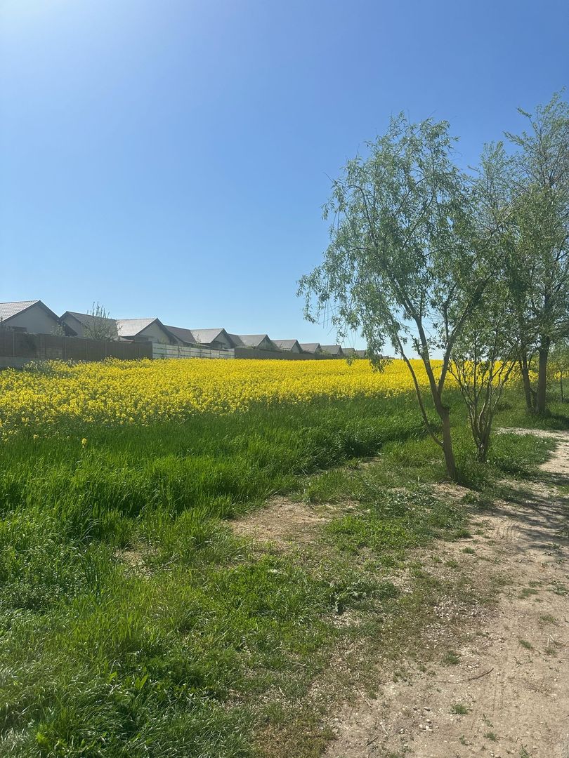 Teren intravilan 26.300 mp Saftica Balotesti-  PUZ în lucru - Poză 17