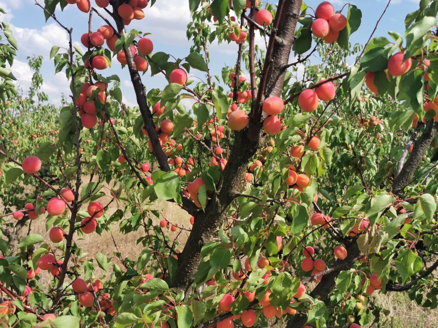 Ferma pomicola cu teren livada 270 ha - Timis - Poză 3