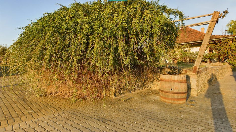 Spațiu comercial - Crama Pivnițele Birăuaș - Poză 34