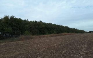 Teren Gruiu sat Lipia - Poză 2