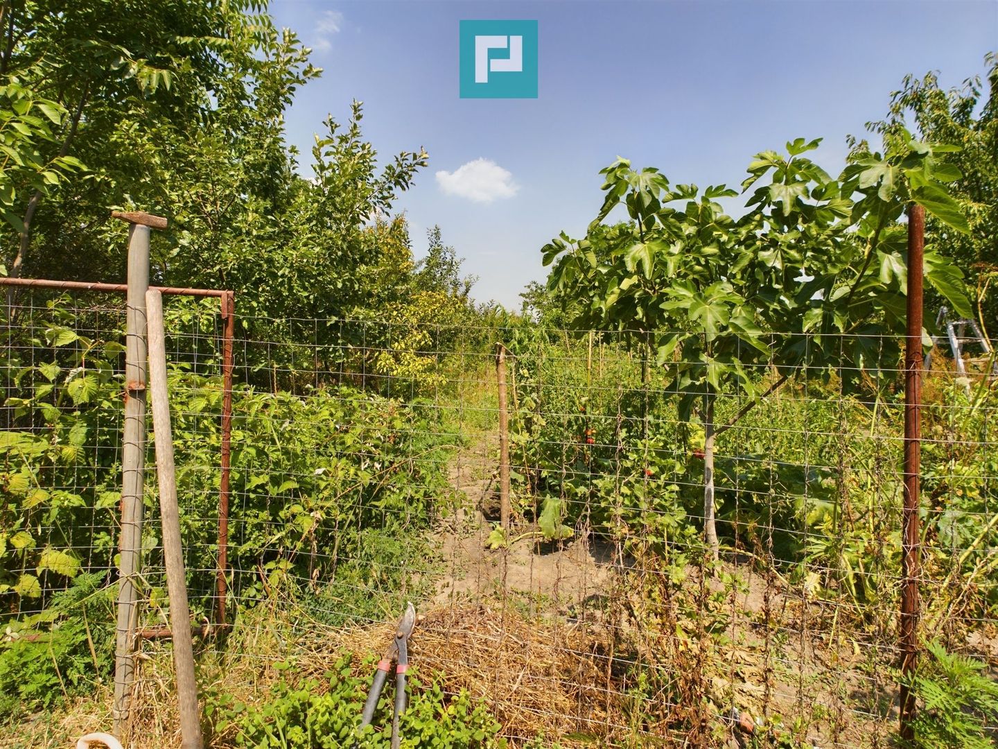 Casă cu livadă de pomi în Dorobanți - Poză 21