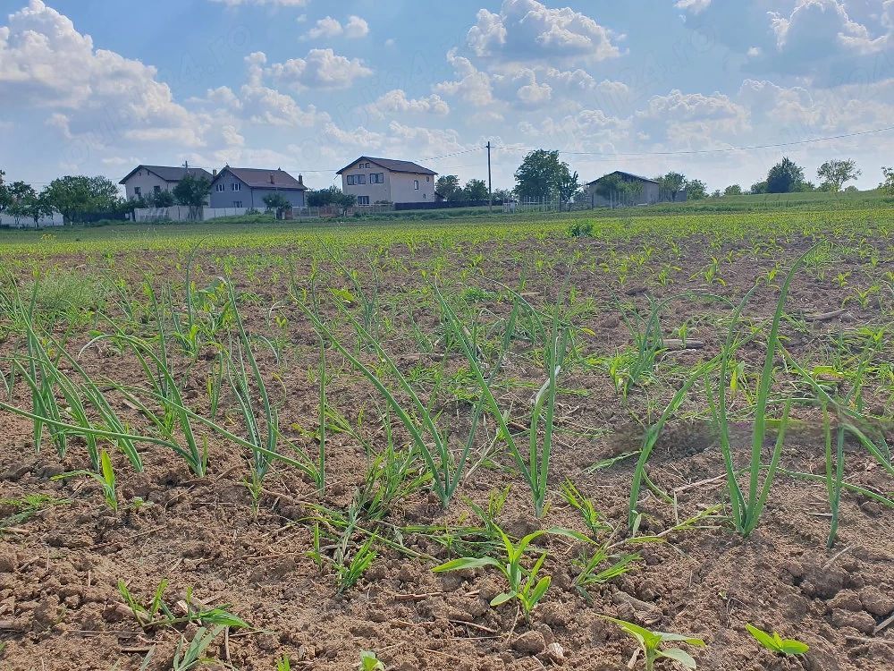 Teren intravilan 1.000 mp | Moara Vlăsiei | Strada Berzei - Poză 5