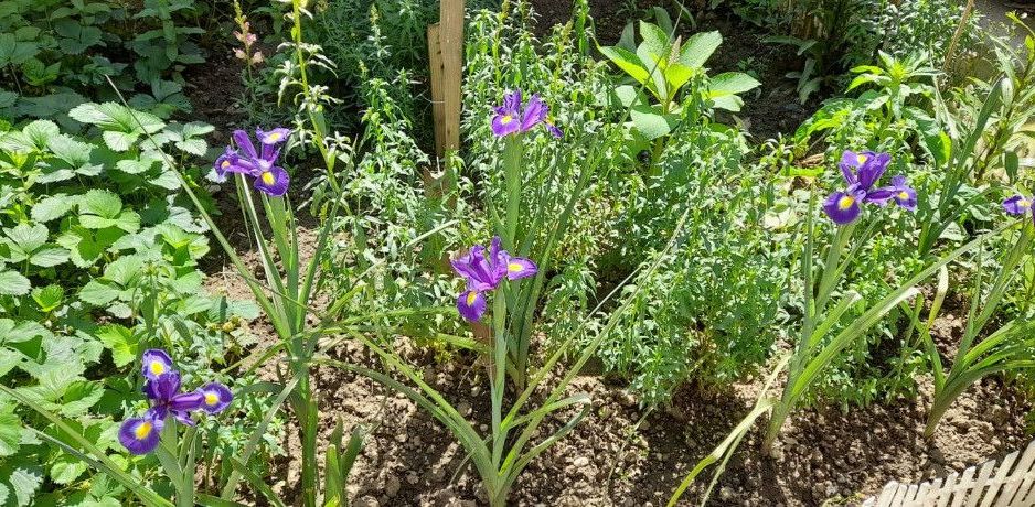 Dristor, Piata Ramnicu Sarat, casa - Poză 15