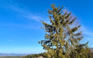 Cabana A-Frame de vânzare | Mărișel – view spectaculos - Poză 11