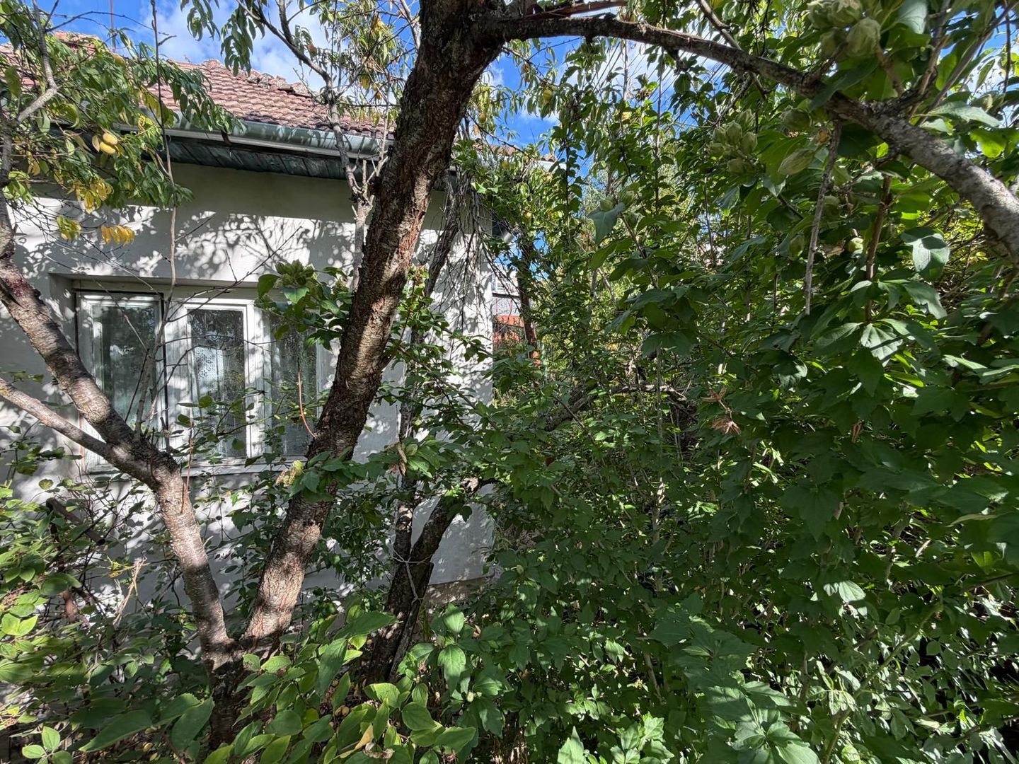 Casă de vânzare renovabilă | Gruia | Teren 380 mp | Front la 2 străzi - Poză 13