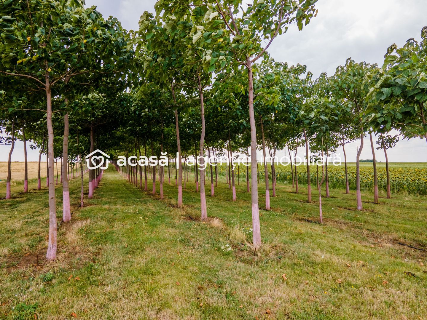 Teren cu plantație de arbori Paulownia, 1.25 ha - Poză 3