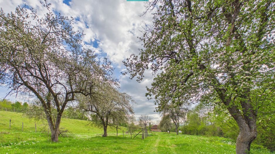 Casă cu teren de 17.681 mp, în loc. Hălmăgel, Arad - Poză 11