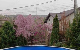 vilă Bârnova, Bucium, Saună, Piscină - Poză 3