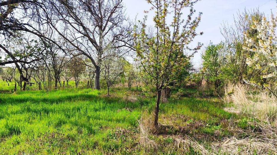 Casa la tara, gaz, acces auto, teren 4122 mp – Petid, Bihor – VANZARE - Poză 15