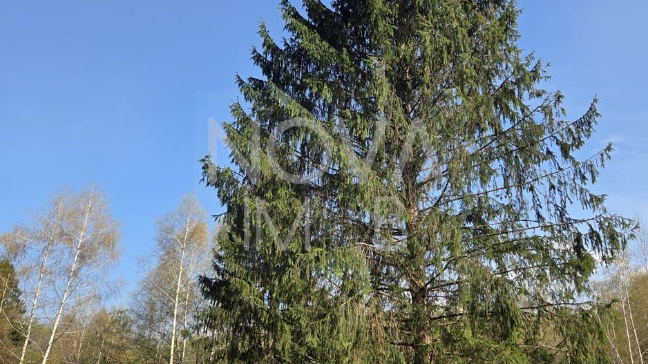 Teren intravilan de vanzare - Vistisoara - Poză 6