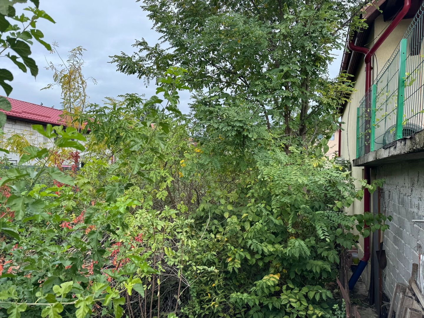 Teren intravilan Pipera I Vanzare - Poză 2