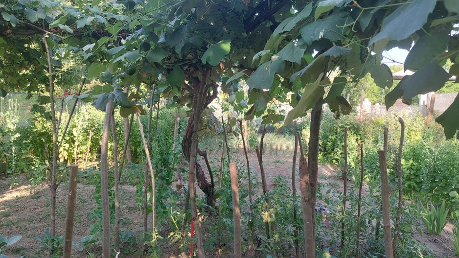 CASĂ 5 CAMERE\ OȚELU-ROȘU\ZONA CIREȘA \ COMISION 0% - Poză 20