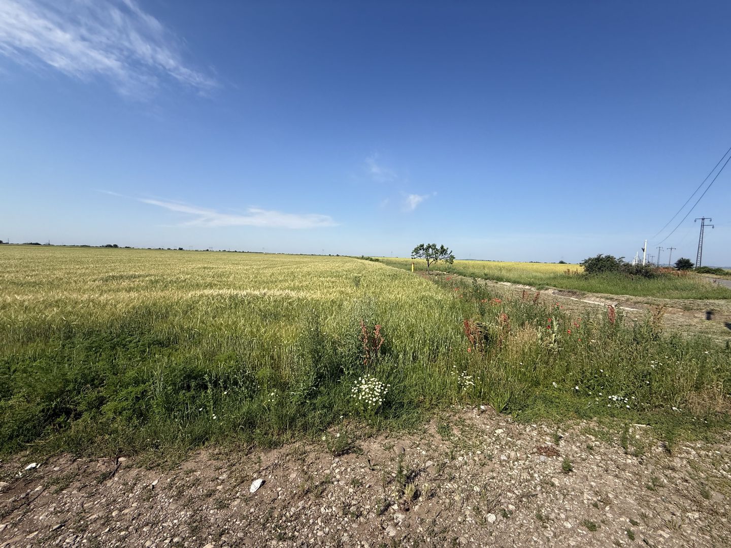 Teren 10 hectare pretabil pt panouri solare-Aricesti Rahtivani - Poză 5