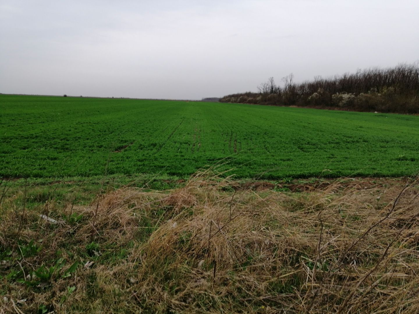 Teren extravilan localitatea Afumati - Poză 5