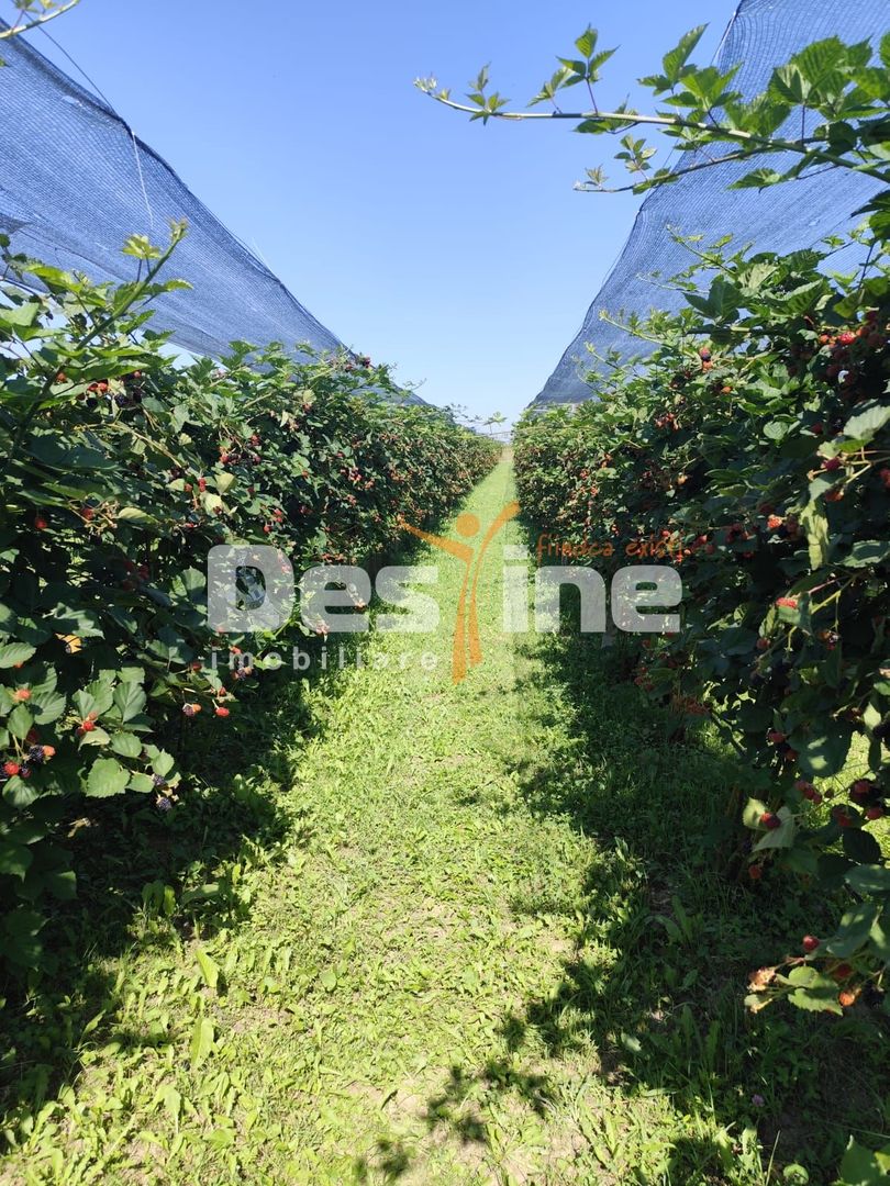 Plantatie de Muri Baicoi 10.000 mp Afacere la cheie! - Poză 15