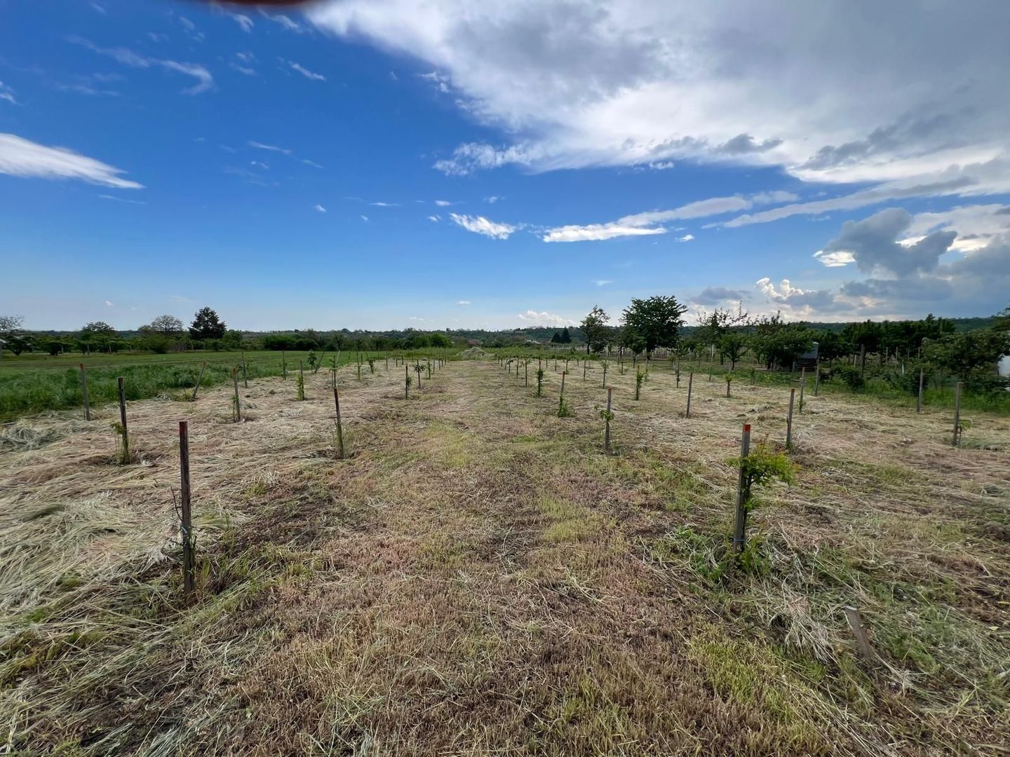 🏡 CASĂ + TEREN INTRAVILAN 4.971 MP – URECHEȘTI, VRANCEA - Poză 22