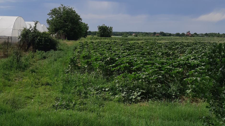 Teren 10.000 mp (1 ha) – Siliștea Snagovului – acces drum comunal – investiție - Poză 1
