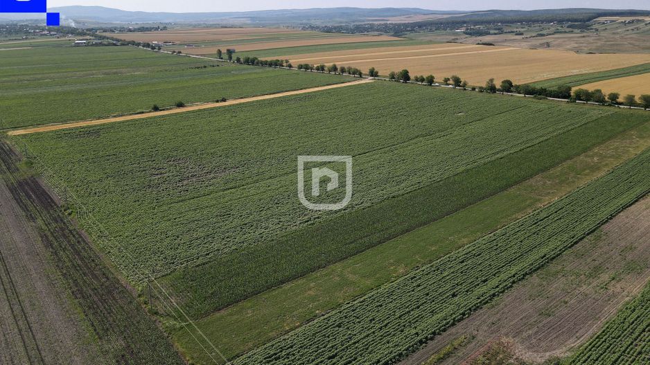 Teren - Orășeni Deal, Curtești | BOTOȘANI | 10.000mp - Poză 2