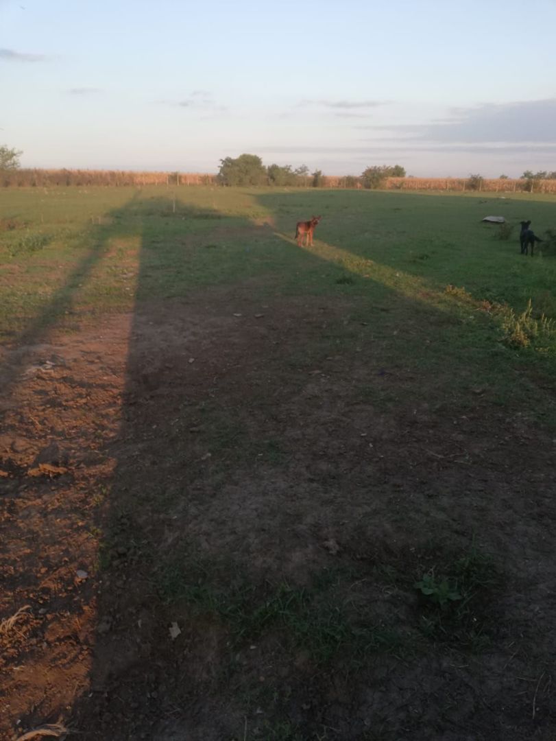 Ferma de vânzare - Poză 4