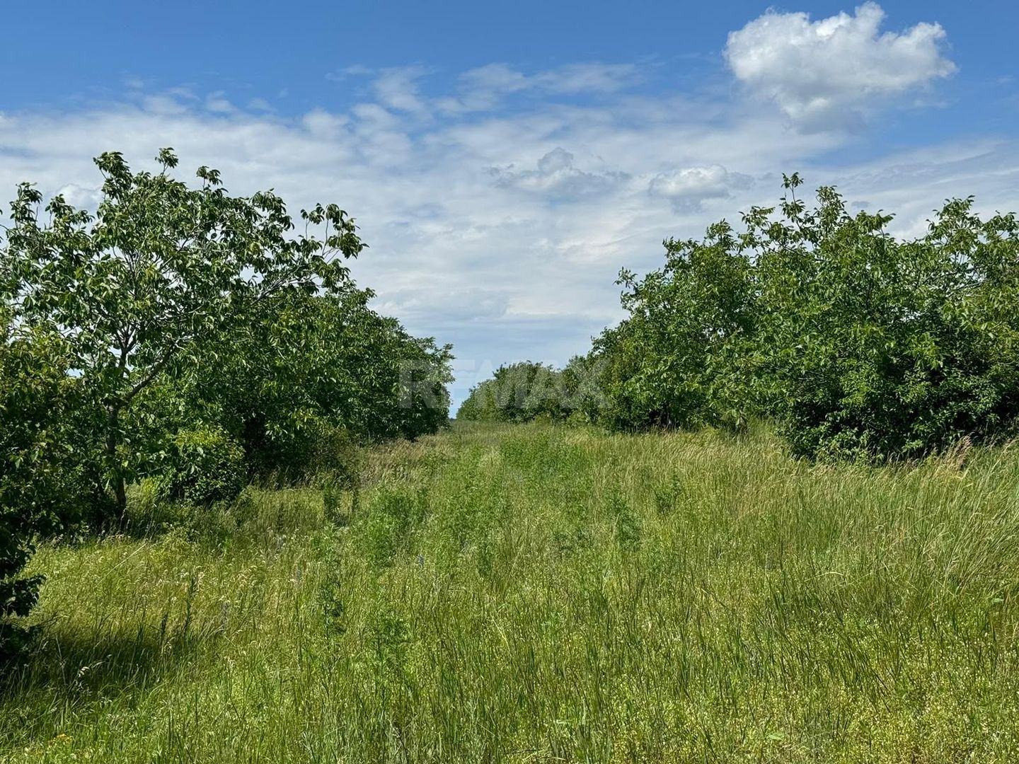 Teren Agricol, 11 HA, Bulăiești, Orhei - Poză 5