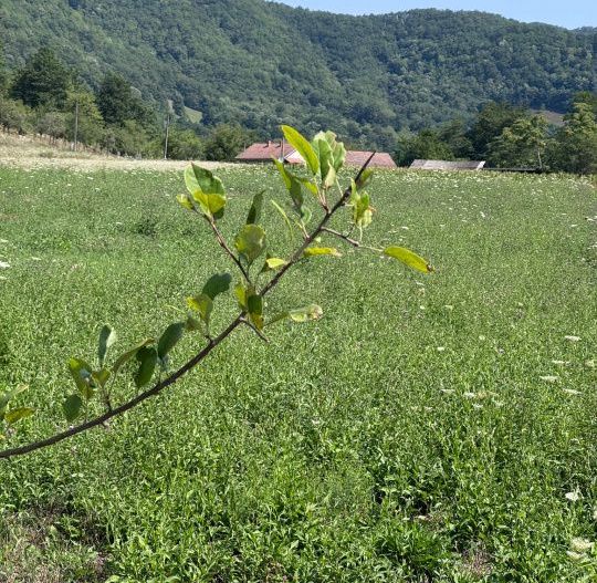 Teren 3600 mp Cheile Nerei - Optiune plata in transe! - Poză 1