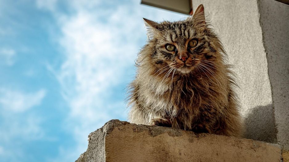 Casă nouă, intrare Stupini - Poză 9