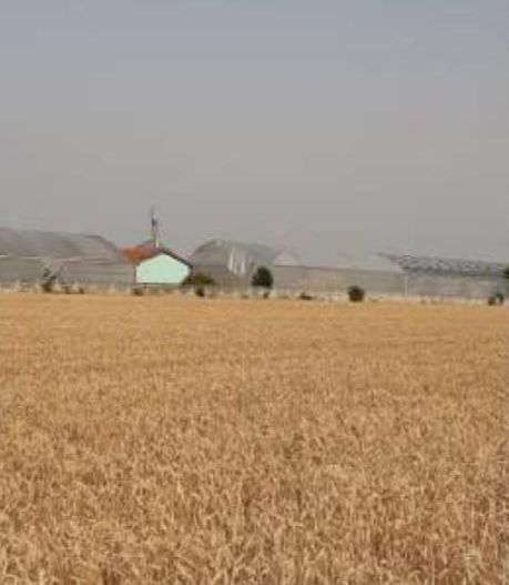 spatiu industrial Uivar Timis - Poză 4