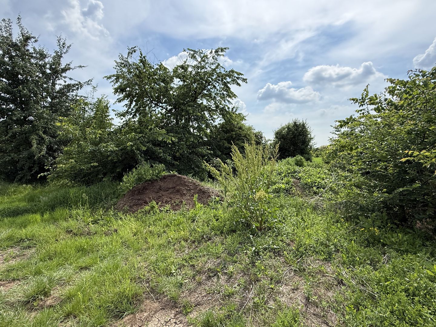 Teren intravilan 498,02 mp langa pădure , strada privata Corbeanca - Poză 7
