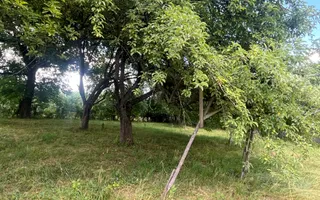GRADINA BUNICII DE ODINIOARA,DE VANZARE -PAPAUTI,COVASNA. - Poză 11