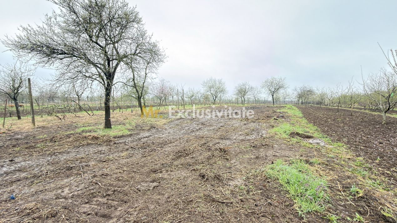 De vânzare 2 Case de vinificație cu Teren 4108 mp - Grădina Viilor - Carei - Poză 10