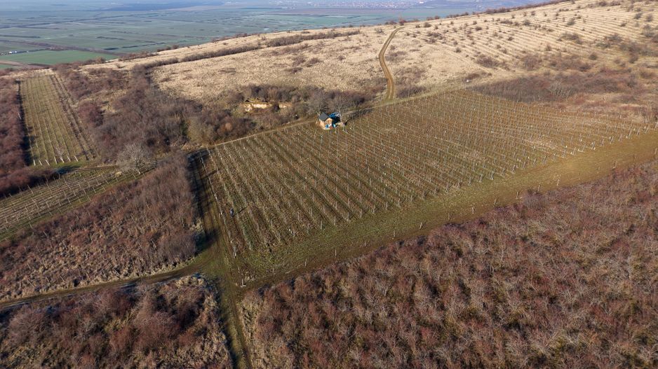 Vita-de-vie Premium  teren de 6800 mp în Covăsinț - Poză 8