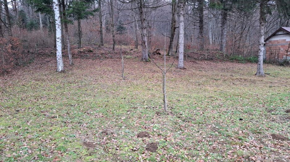 Teren intravilan, livada, langa padure,  pe Valea Avrigului - Sibiu - Poză 3