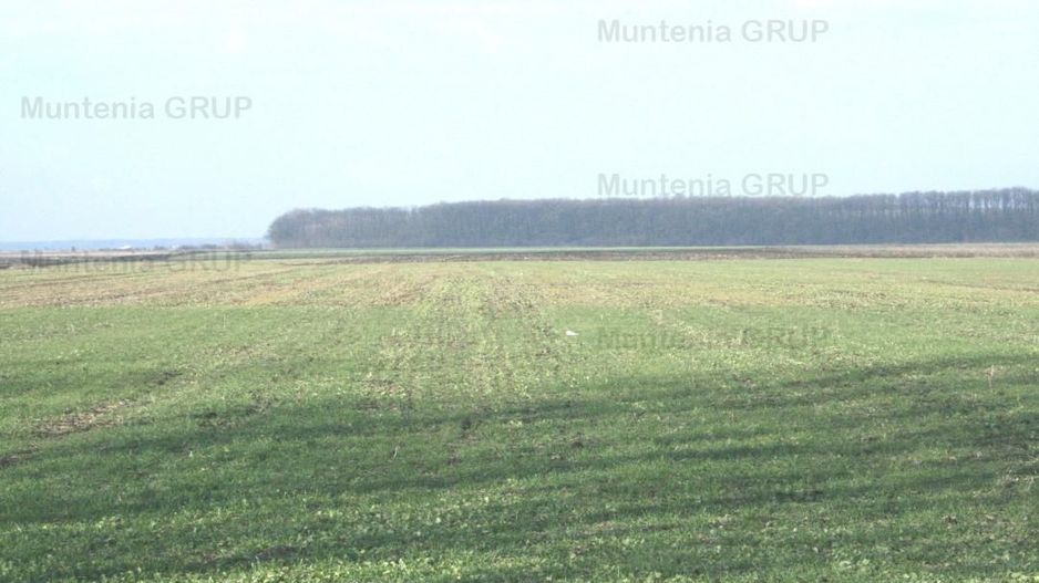 AFUMATI - Tarla 9, teren agricol in suprafata de 35.000 mp. - Poză 1