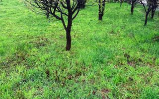 Teren constructie casă de vacantă !! - Poză 4