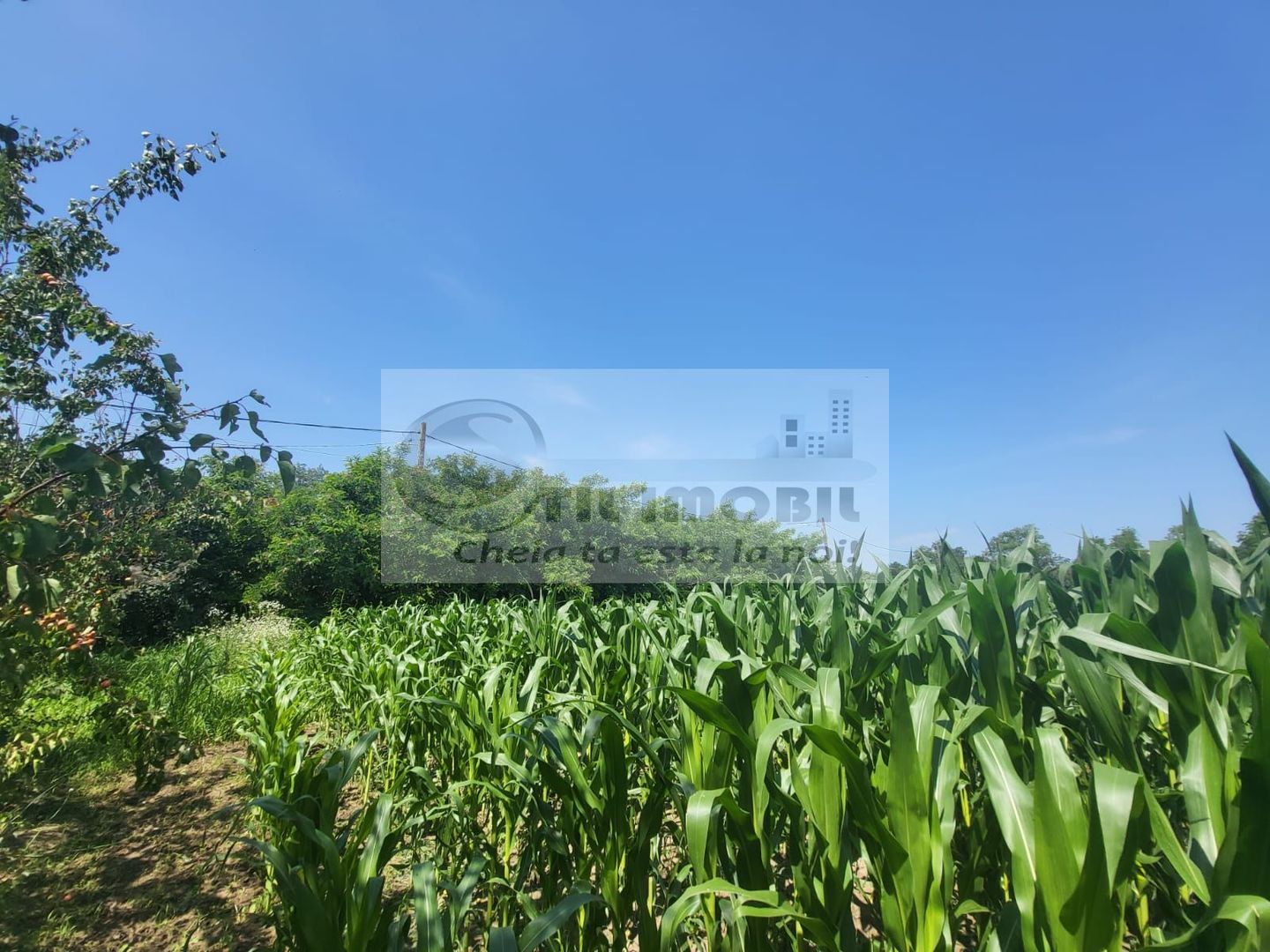 Casă individuala 4000mp teren com Alexandru Ioan Cuza sat Kogalniceni - Poză 24