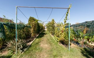 Casa visurilor cu livada roditoare si gradina amenajata - Poză 3
