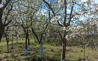 Vila 9 camere***gradina cu pomi fructiferi//1085 mp teren***Dragomiresti-Deal - Poză 23