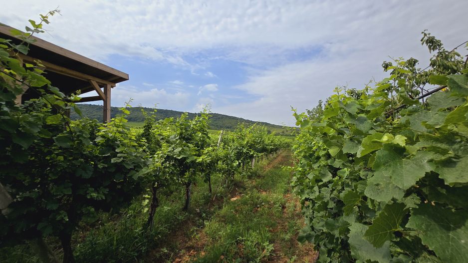 Vie Tradițională „Halta Lupilor” - Poză 10