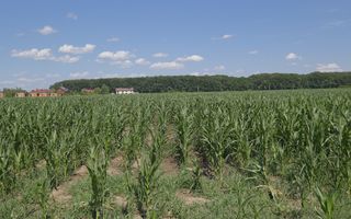 Corbeanca - Sat Petresti - Str. Codrului, 26.650 mp. teren intravilan - Poză 4