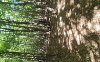 Teren forestier de vânzare, 1 ha, județul Neamț, comunele Rediu Borlești, OS Tazlău - Poză 10