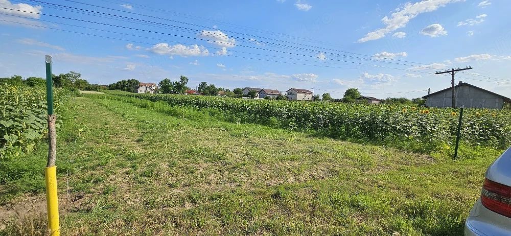 Teren intravilan 1.000 mp | Moara Vlăsiei | Strada Berzei - Poză 1
