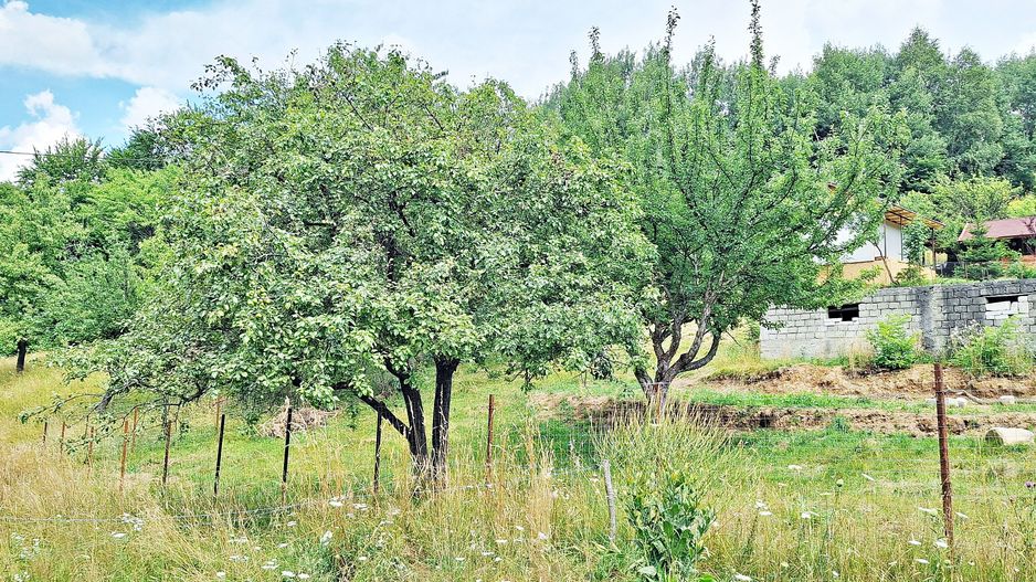 Bran- Predelut, 1000mp teren pentru casa de vacanta, pret 45 euro/mp - Poză 15