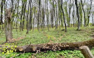 Teren cu suprafata de 10.000 mp I Faget - Poză 2
