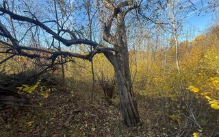 Teren langa pădure 6400mp+casa demolabila-deschidere 35 ml - Poză 9