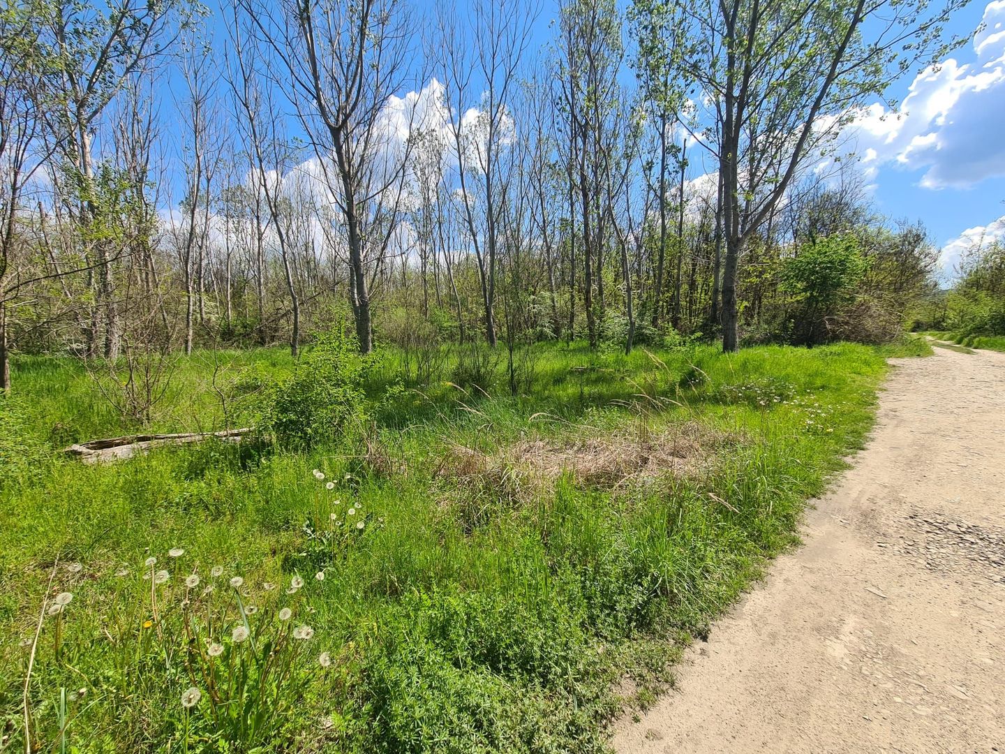 Teren de vanzare / Dem Radulescu - Poză 2