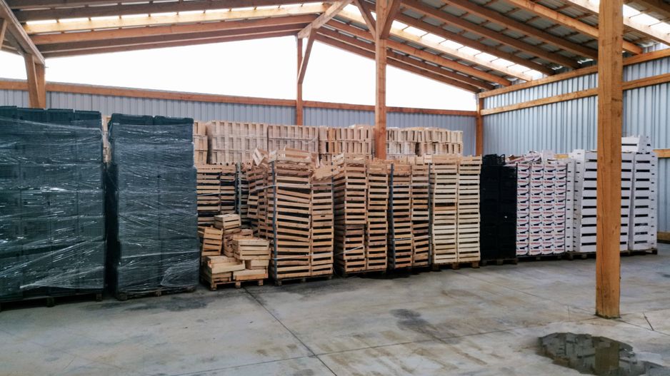 Ferma pomicola cu teren livada 270 ha - Timis - Poză 16