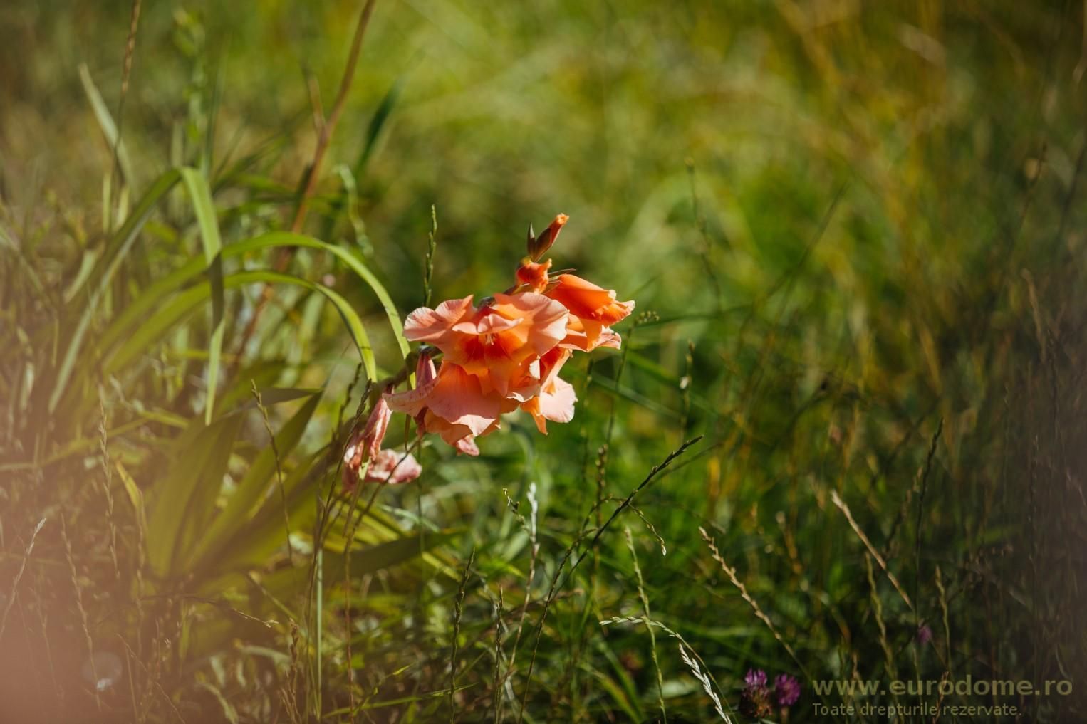 Exclusivitate - casa rustica, priveliste deosebita, 45 km de Brasov - Poză 27