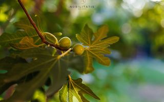 Oferta inchiriata - Casa individuala Dumbravita - Poză 28